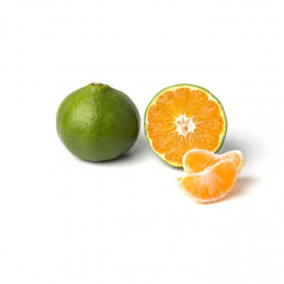 SATSUMA MIYAGAWA