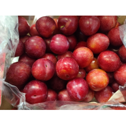 SUSINE CHERRY PLUM