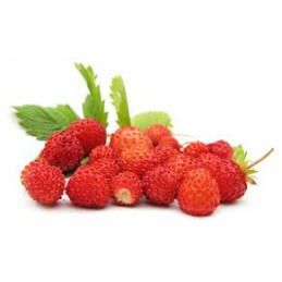 FRAGOLE DI BOSCO VASC