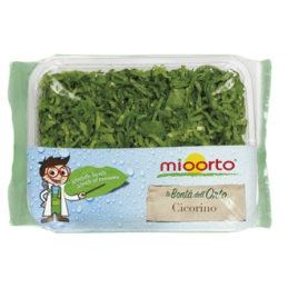 CICORINO VASCHETTA 140/150 GR